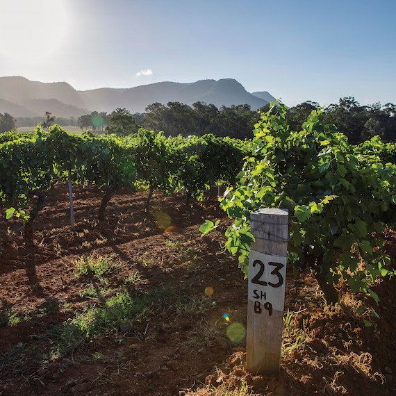 Hunter Valley Wine 6